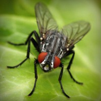 /album/marie-pierre-cuisine/photolia-a01-jpg/