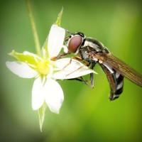 /album/marie-pierre-cuisine/photolia-a02-jpg/