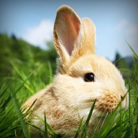 /album/marie-pierre-cuisine/photolia-a03-jpg/