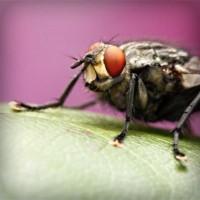 /album/marie-pierre-cuisine/photolia-a08-jpg/